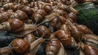 Snail Slow Travelers of the forest