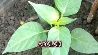 Tips Bertani Tepat Agar Tanaman Sehat & Panen Memuaskan 