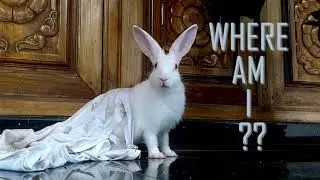 Rabbit coming from NOWHERE !!!
