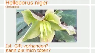 Helleborus niger