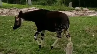 Okapi animals at Denver Zoo.