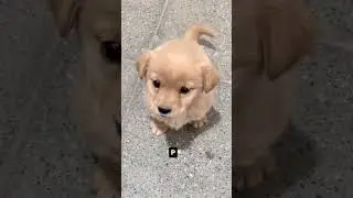 Perrito ladrando #puppy #perritos #goldenretriever #dog #cute #pets