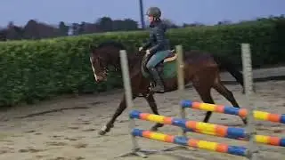 5yr kanjer gelding 