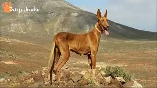 Podenco Canario: Scopri il Cane che ha Conquistato il Mondo!🎬