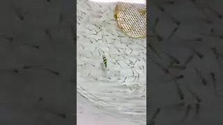 The Ghost Fish of the Aquarium World ✨