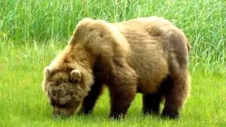 Bear grazing and reaction to sneeze