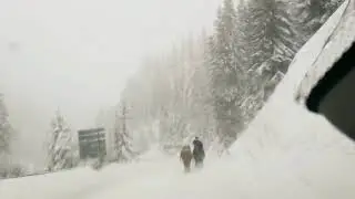 Winter road / Rhodope (Rodopi) maintains, Bulgaria / Horses