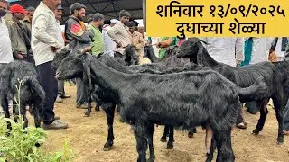 महाराष्ट्रातील सर्वात मोठा शेळ्या मेंढ्या चा बाजार | 13/09/2025 (शनिवार)चाकण बकरी बाजार अपडेट |