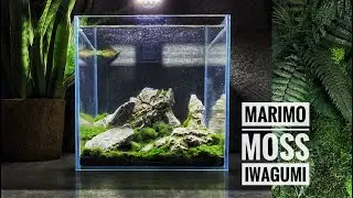 Marimo Moss Seiryu Stone Rolling Hills Build 🌳