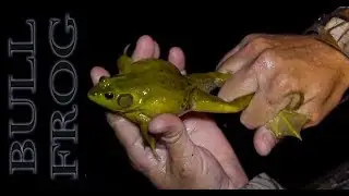 BULL FROG n' Tilapia {Catch Clean Cook}
