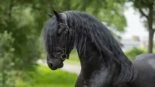 Theade STAR - Beant x Uldrik - 2022 - Stallion