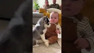 Baby vs. Over-enthusiastic Husky Puppy! 🐶👶