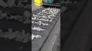 Quad Shredder