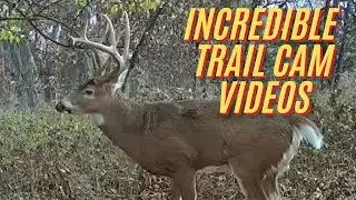 Amazing trail camera videos of big bucks working scrapes