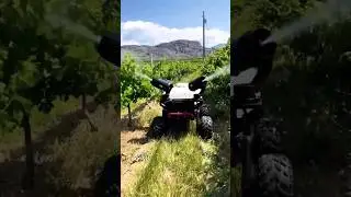 Automatic grape crop spraying machine #fruit