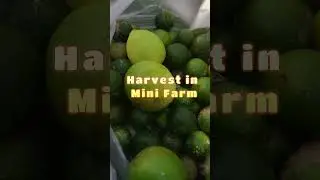 FARM LIFE :   HARVEST IN MINI FARM #kamias #kalamansi #malunggay #shortsvideo #farmlife #harvest