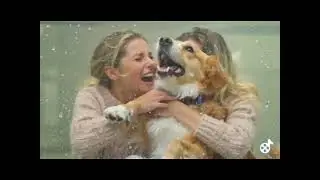 The dogs a hero