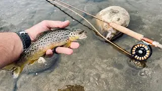 Colorado BUTTER on the Fly