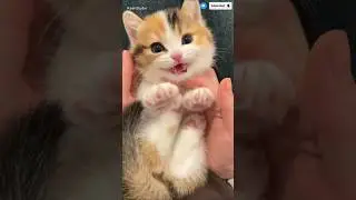 Must Watch! Cutest Cat Video Today😻❤️#funnycat#kittenlovers#petlovers