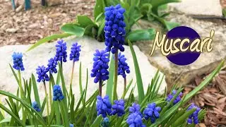 Muscari Armeniacum - Grape Hyacinth