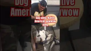 How many of you have seen a dog sing powwow music #indigenous #native #nativeamerican