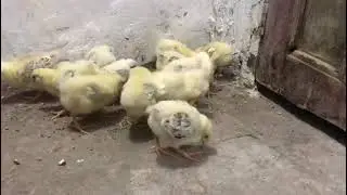 Light Sussex Heritage Chicks ❤❤