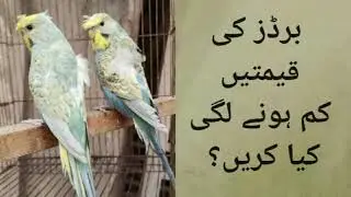 Bird's Prices falling| Budgies info