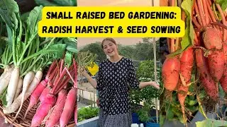 See the Harvest I got from my #terracegarden & Sow #coriander #bestresults #containergardening