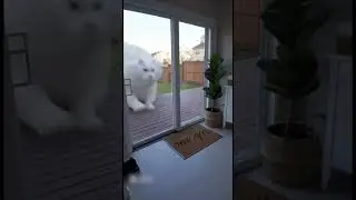 Giant White Cat Destroys the House &mdash; CCTV Chaos!