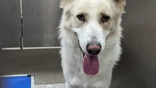 SCRAPS ANIMAL SHELTER ! Complete List of dogs on VIDEO as of 7/15/23 in A & B Pod . SHELTER FULL !!