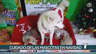 TR Verde: Cuidado de las mascotas en Navidad