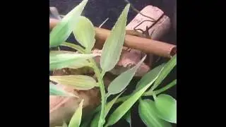 Leaping Lizards