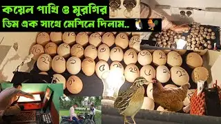 কয়েল পাখি🐧মুরগির ডিম এক সাথে মেশিনে দমিলাম....🐓🐧 MBD Agro Farm #agrofarm#farming#মুরগিরডিম #কয়েলপাখি