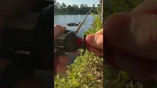 What a hook set yikes 😬 caught on a strike king rage bug #bassfishinglife #fishing #strikeking