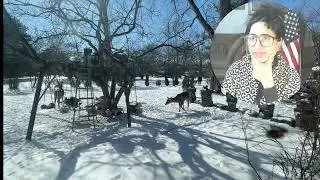 Deer do not need us / Deer are a beautiful example of nature&rsquo;s wisdom / My backyard cover