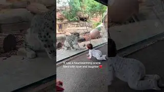 When the Snow Leopard Acts Like a Big Fluffy Cat.#animals #animallife #funnyanimals #snowleopard