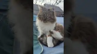 Новое ложе #cat #смешнойкот #catlover #забавные #cute #cat #улыбка