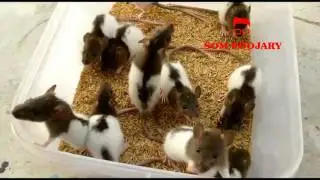 Pet Hooded rat | Pet India