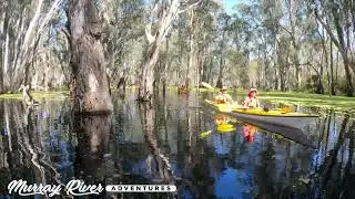 Murray River Adventures / Gunbower Forest in Flood / Kayaking Tour