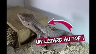 J'ai trouvé mon REPTILE IDÉAL !