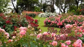 The best Rose Garden Collection Nice for ASMR view