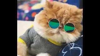 Cute Pet Dogs Cat Glasses Sunglasses Eye wear Protection