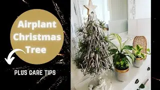 Air plant (Tillandsia) Care Tips // Air plant Christmas Tree