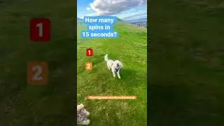 CHALLENGE: How many spins can Max do in 15 seconds? 💙🧡❤️ #leavingpawprintsalloverEdinburgh