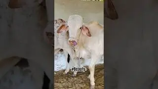 Cow Love 206 #cow #shorts #karachimandi #aicow #cowvideos