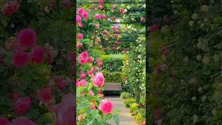 A Tranquil Rose Garden Pathway#flowers#asthetic❤️#shorts#viral