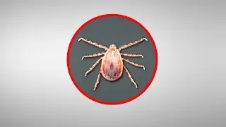 Mayo Clinic Minute: What is the Asian longhorned tick?