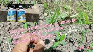 paano mag spray ng 24D AMINE  mga damo na dimo akalain kayang patayin ..