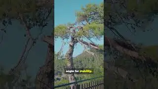 Why do trees never grow perfectly straight? #facts