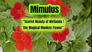 Mimulus ,Scarlet Monkey Flower (Mimulus cardinalis),Erythranthe cardinalis